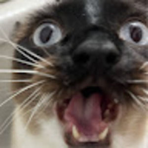 Meet your Posher, Mia